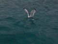 DSC_0241_1849DSC_0241