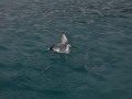 DSC_0243_1851DSC_0243