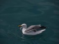 DSC_0247_1854DSC_0247