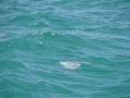 DSC_0381_1984DSC_0381