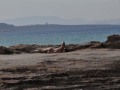 122-Capiclub-Ibiza-Formentera-364